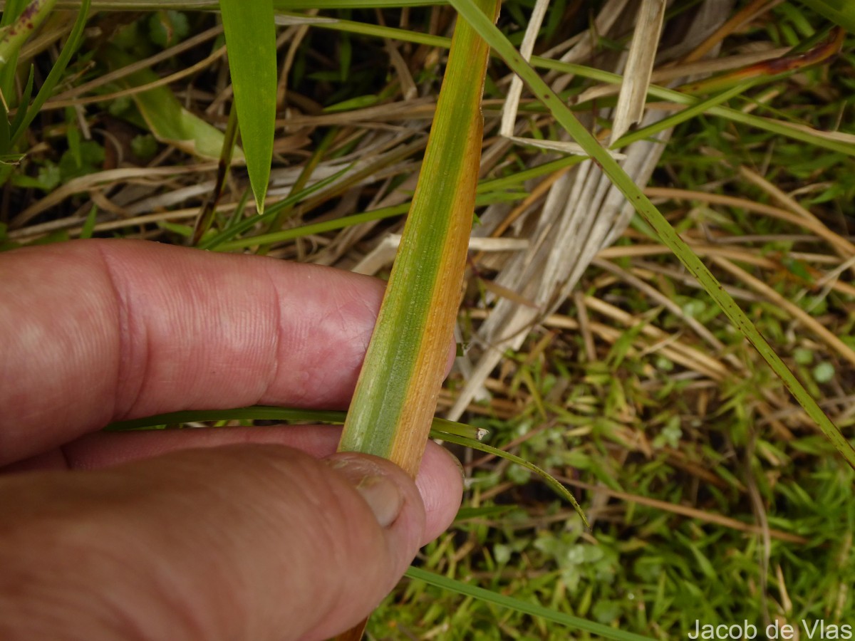 Eriocaulon brownianum Mart.